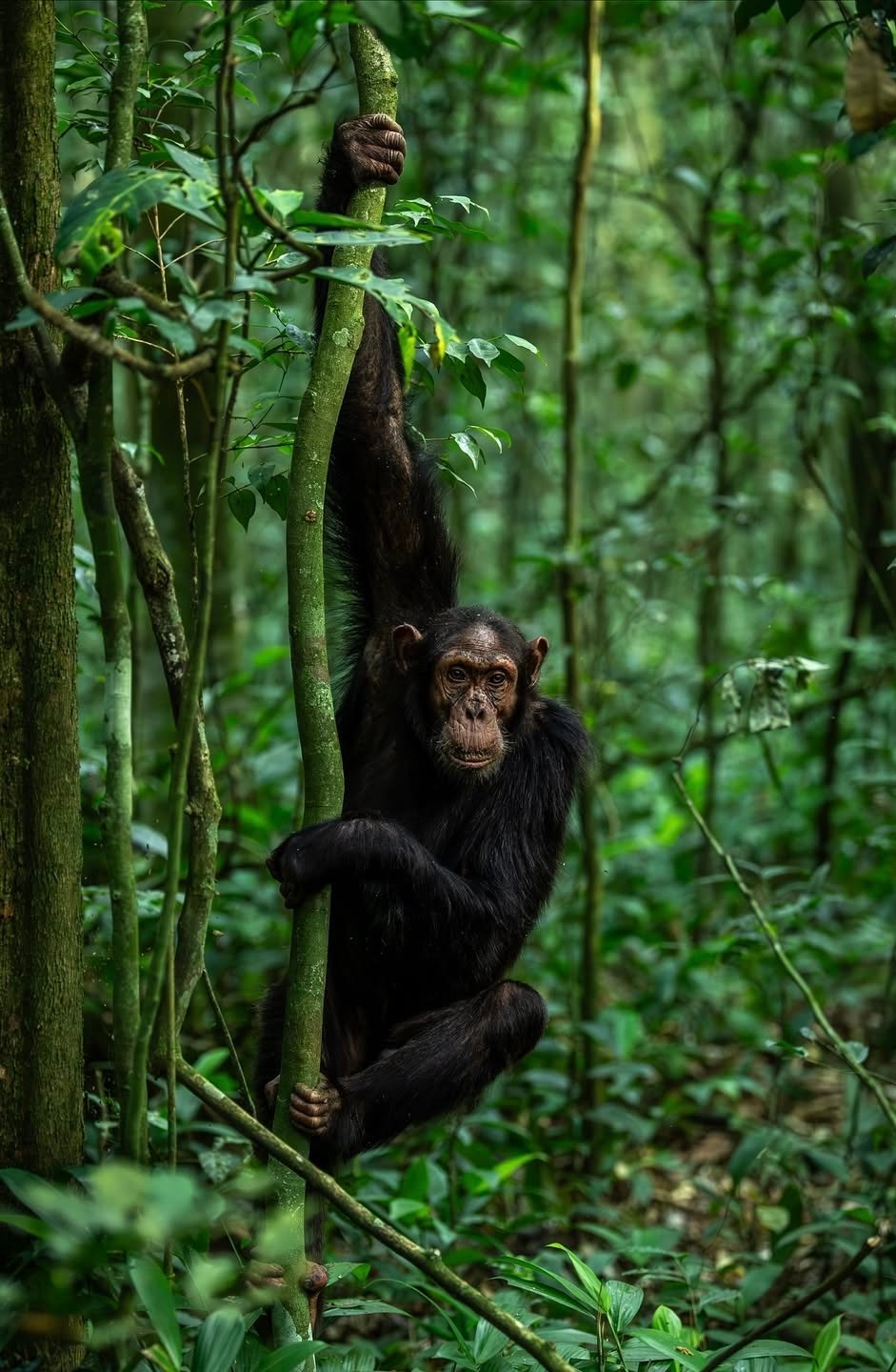 Nyungwe National Park