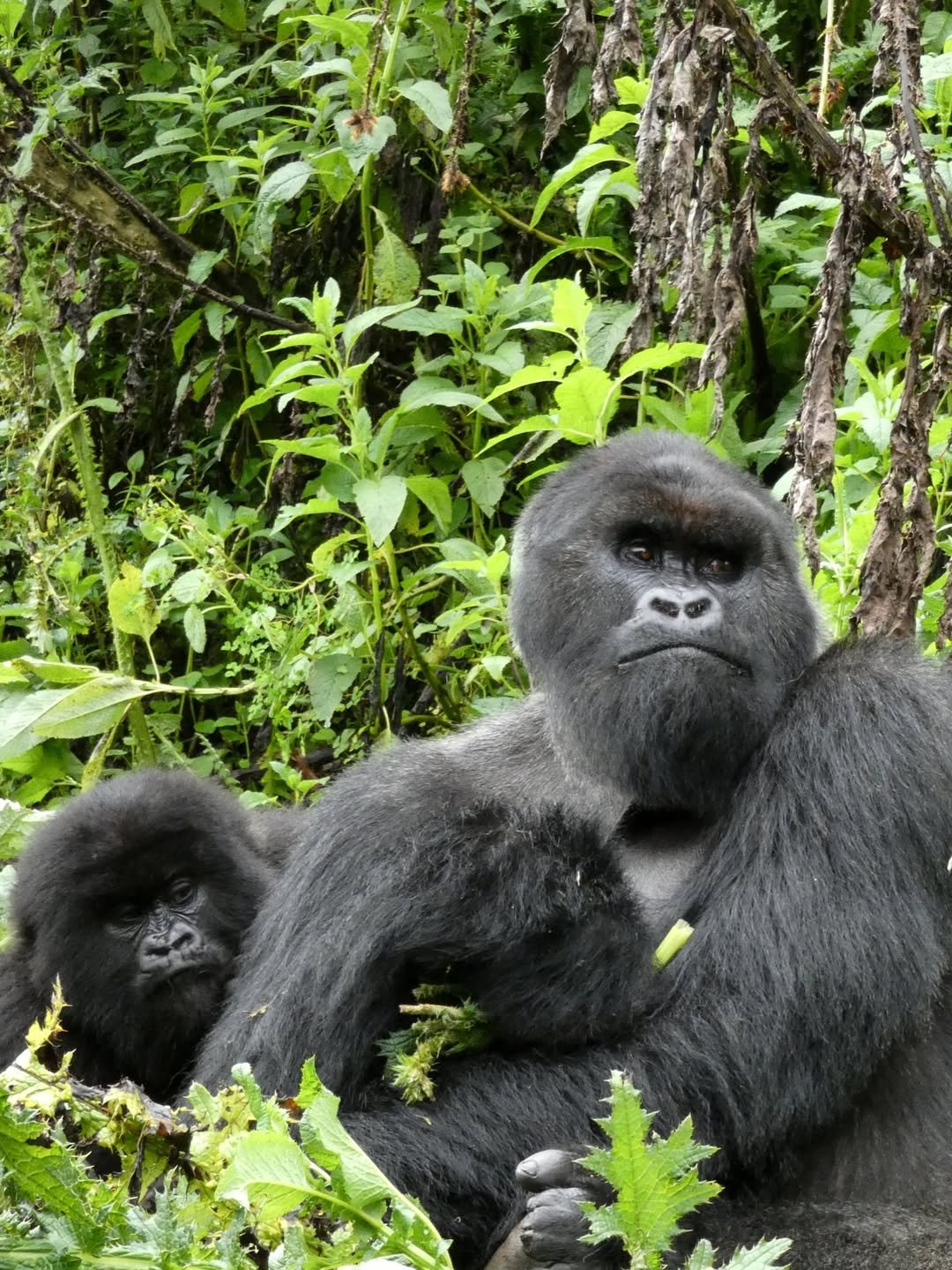 gorillas