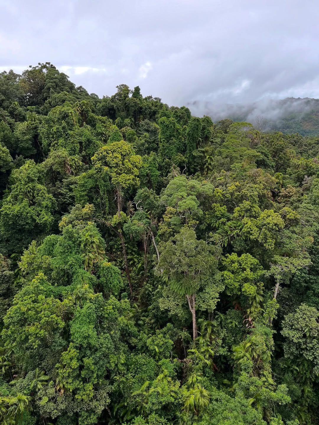 nyungwe