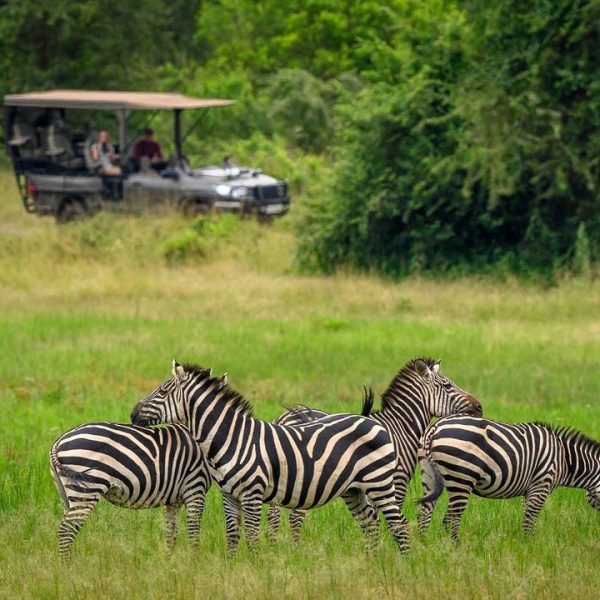 1 Day Rwanda Wildlife Safari
