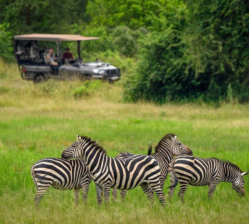 1 Day Rwanda Wildlife Safari
