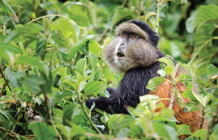 Rwanda Golden Monkey
