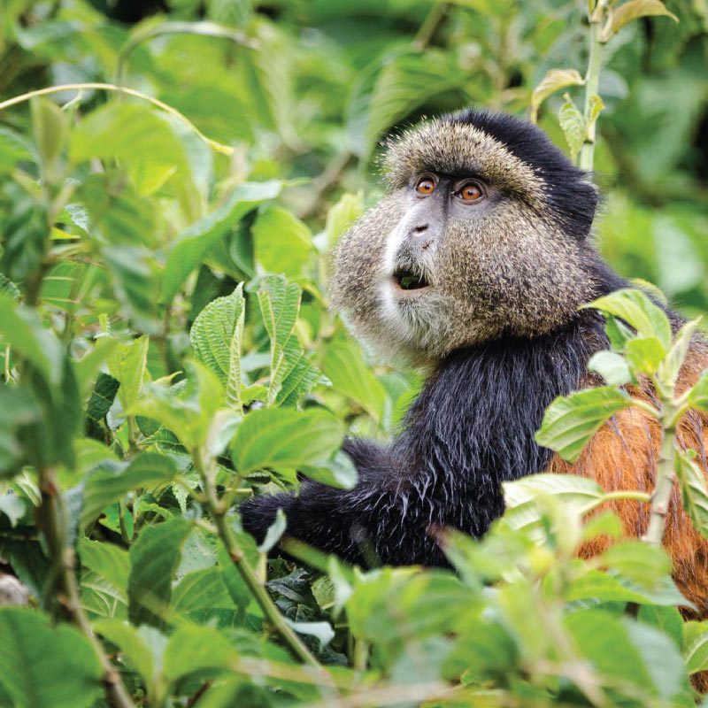 Rwanda Golden Monkey