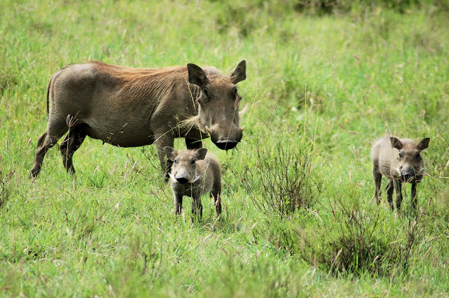 3 Days Lake Naivasha and Nakuru Wildlife Safari