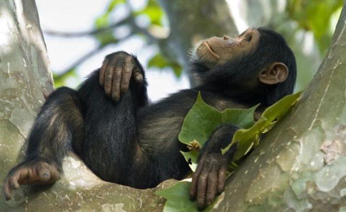 4 Days Rwanda Chimpanzee Trekking Tour