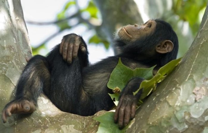 4 Days Rwanda Chimpanzee Trekking Tour