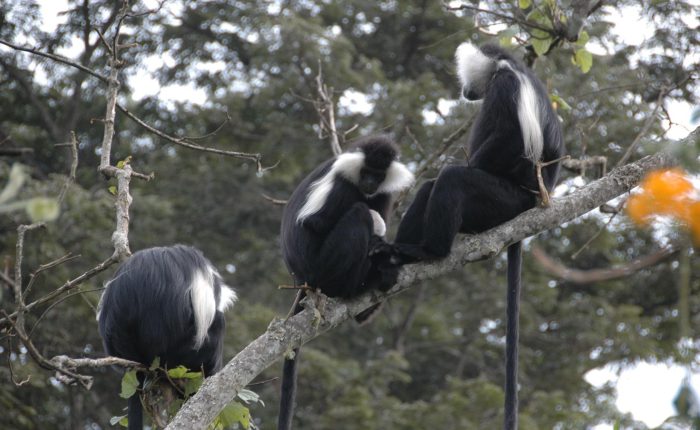 8 Days Rwanda Gorilla Heli Safari Adventure