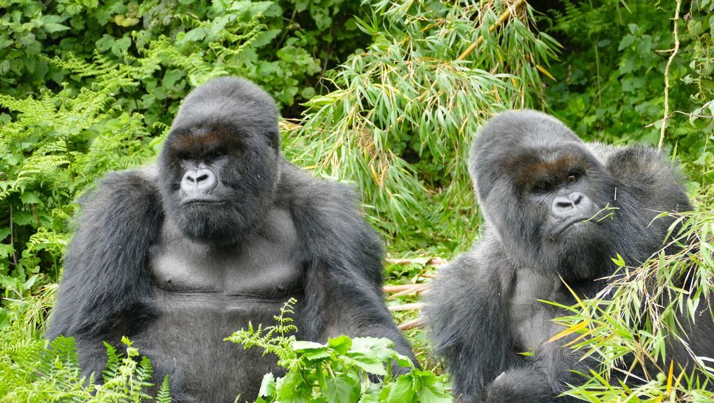 Why is Gorilla Trekking in Rwanda Expensive?