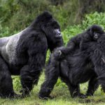 5 Days Rwanda Gorilla Trekking Tour