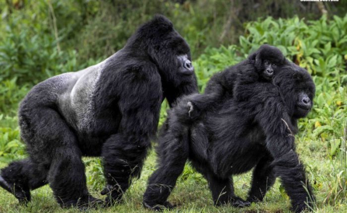 5 Days Rwanda Gorilla Trekking Tour