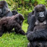 3 Day Uganda Gorilla Trekking Adventure