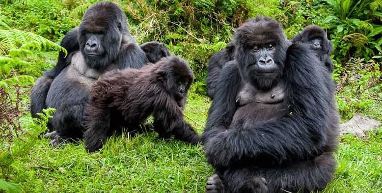 3 Day Uganda Gorilla Trekking Adventure