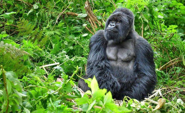 7 Days Uganda Gorilla and Wildlife Adventure Safari