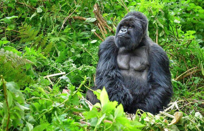 7 Days Uganda Gorilla and Wildlife Adventure Safari