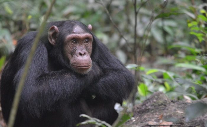 chimpanzee trekking in Kalinzu Forest