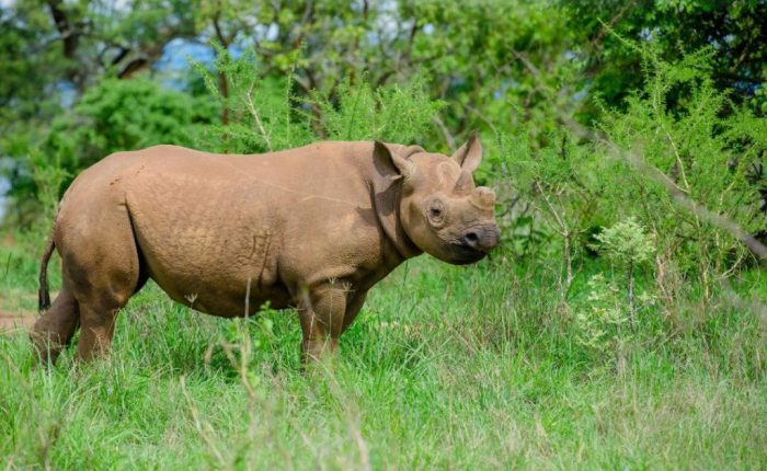7 Day Magical Luxury Kenya Wildlife Safari