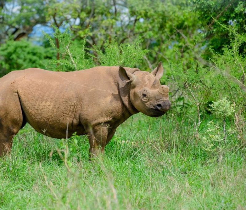 7 Day Magical Luxury Kenya Wildlife Safari
