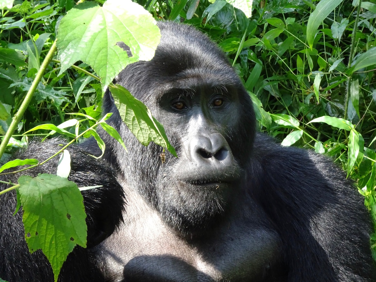 Rwanda Congo Gorilla Adventure