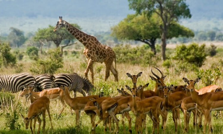 rwanda Wildlife Adventure Safari