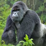 Rwanda Congo Gorilla Adventure
