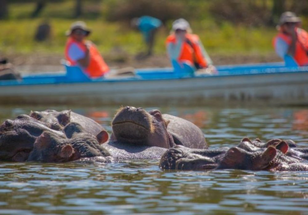 Hippopotamus Lake Naivasha