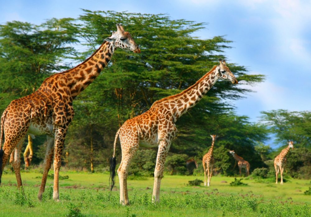 Family of wild giraffes on the lake Naivasha. Africa. Kenya