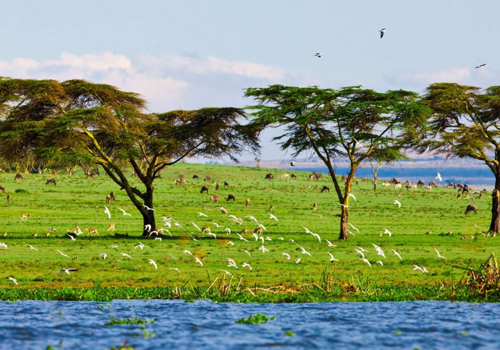 Lake Naivasha Walking Safari